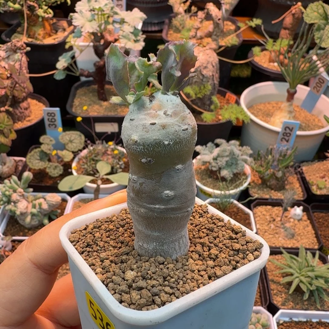 雪鹿厚墩菊536 仙人掌