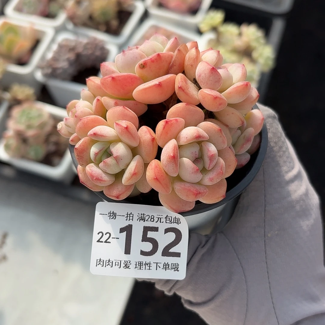 白底香草无盆土发货