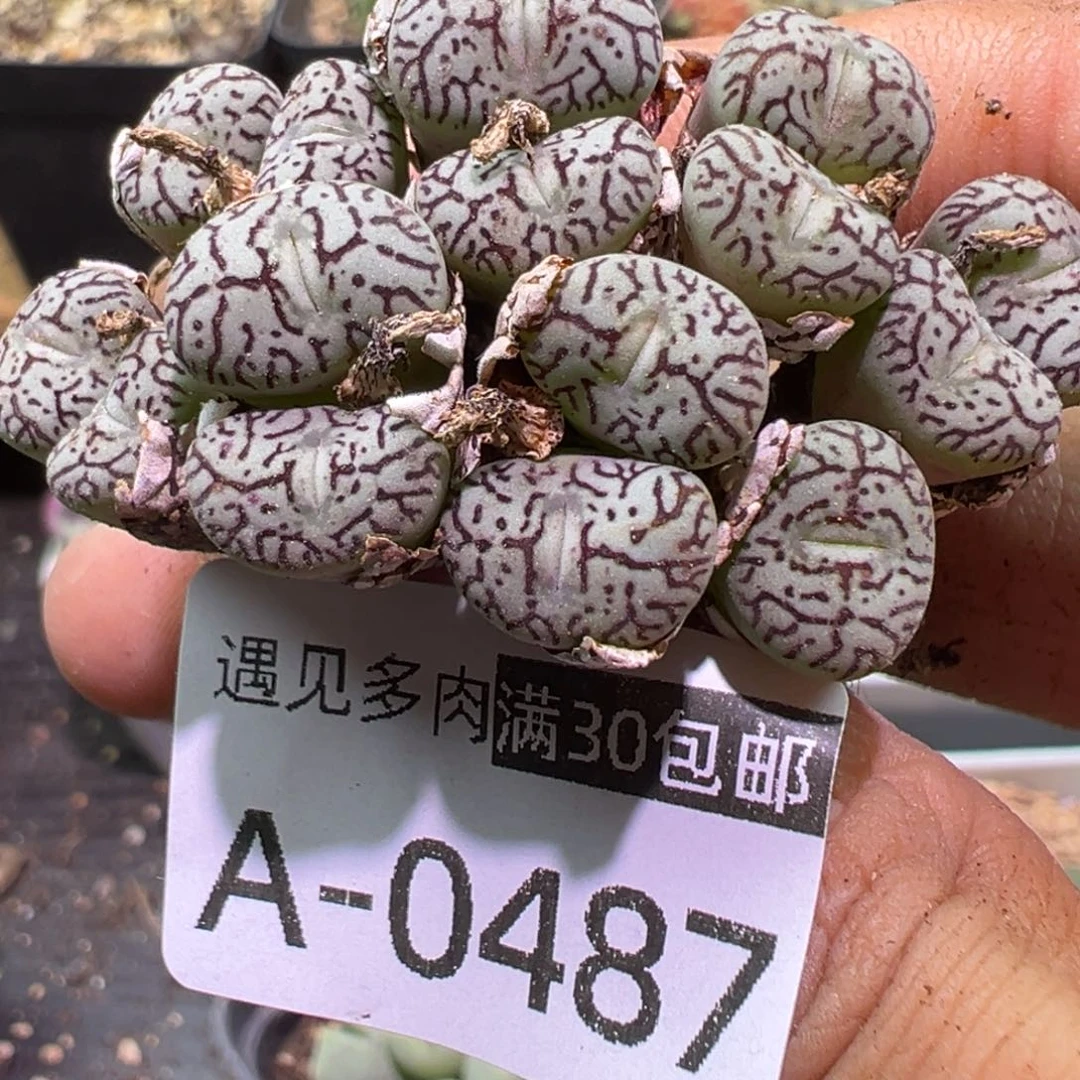 多肉植物11111111111