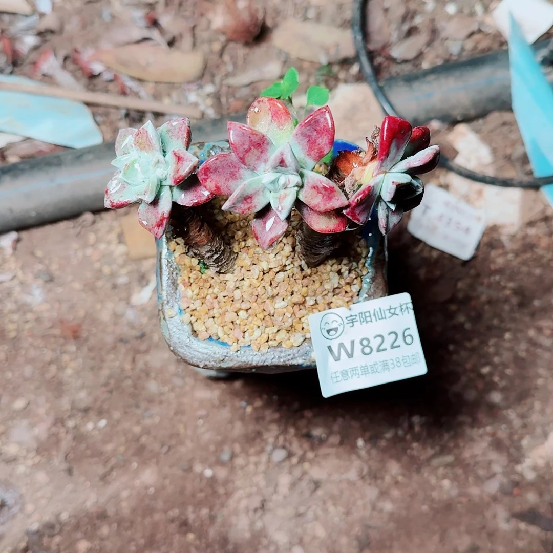 8226法瑞苹果叶多肉