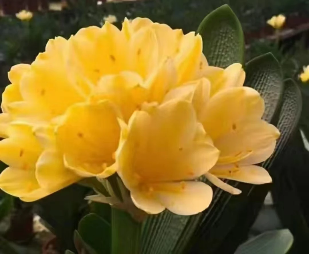 黄金万两3-8个叶