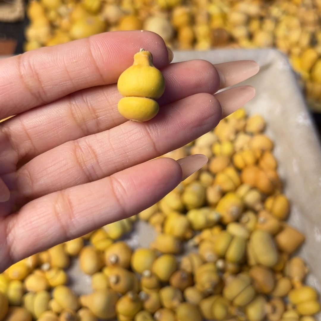 V***I大叶紫檀（黑酸枝木类）