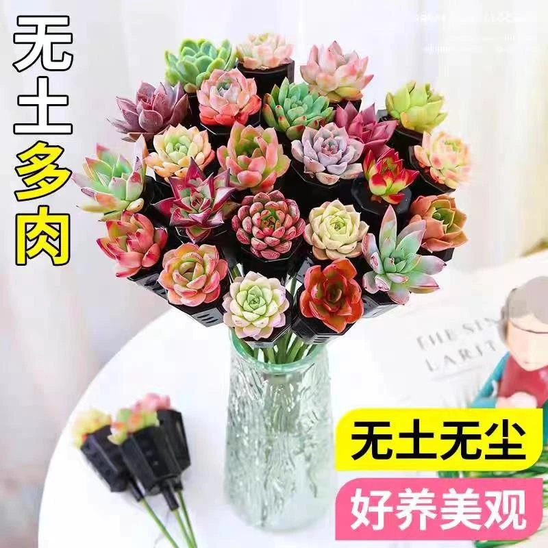 新品多肉植物DIY花束礼品组合水培植物创意桌面懒人摆件桌面植物
