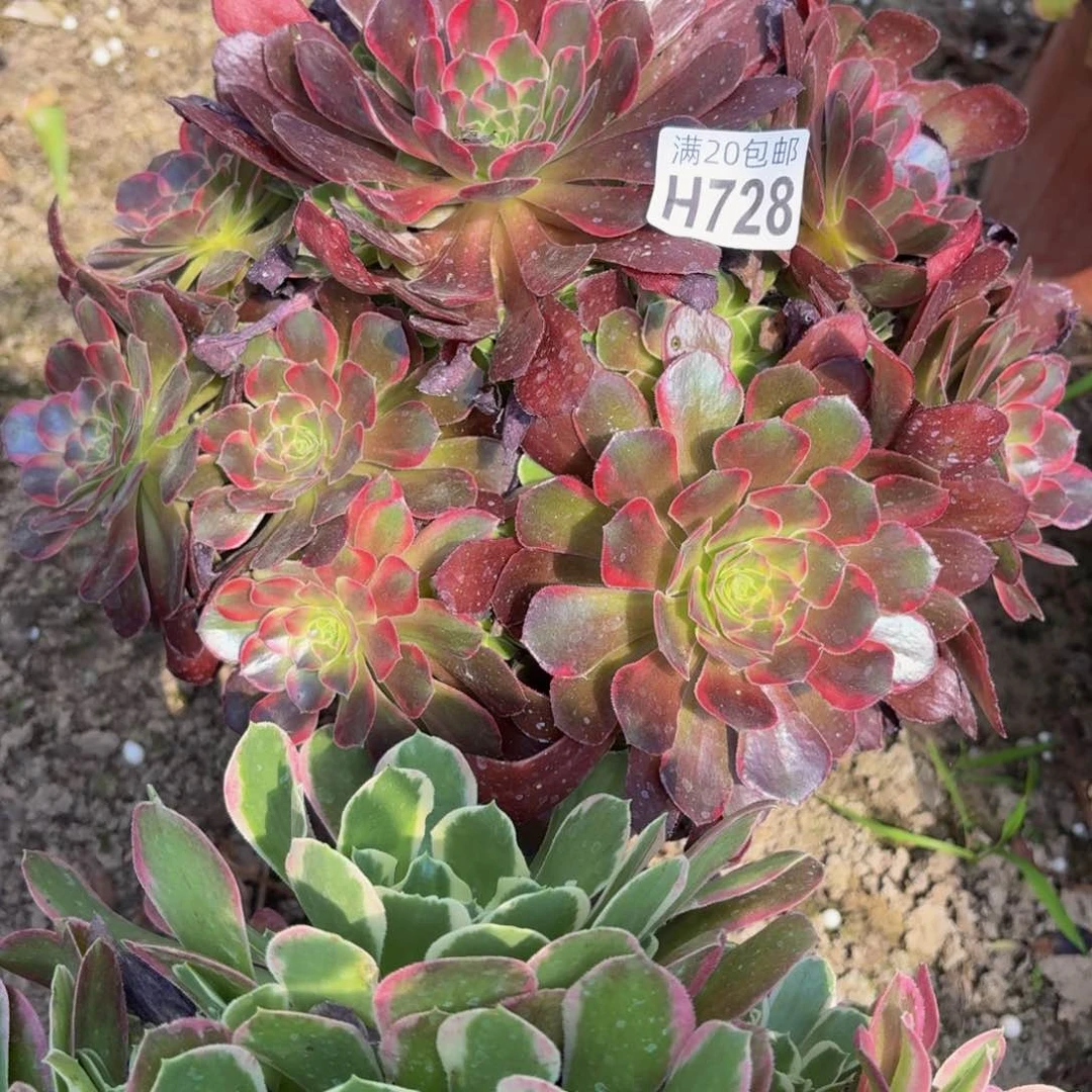 无花朵728多肉植物捧花