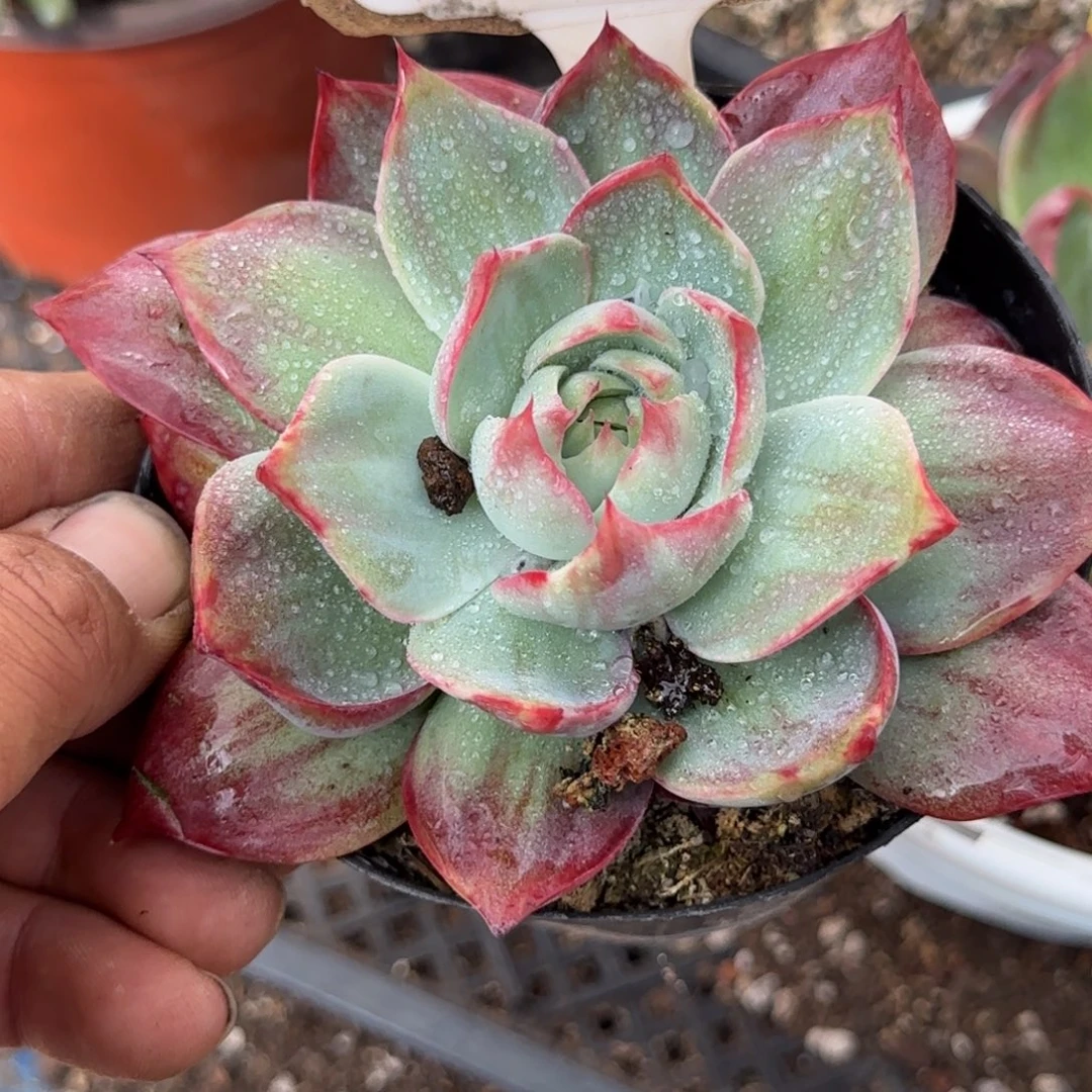 惊鸿一物一拍包装收缩花旱858