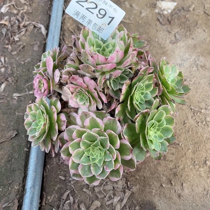 2291海王的人多肉的