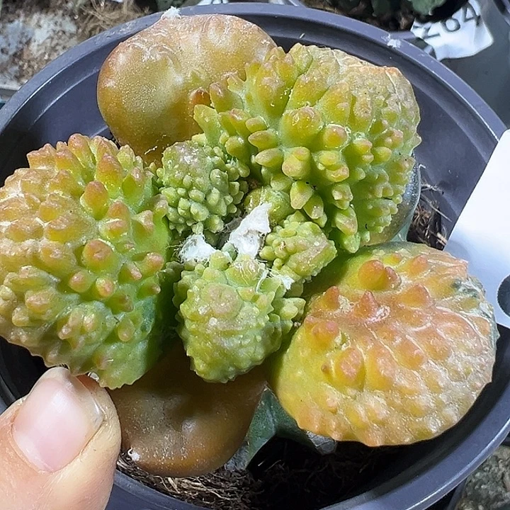炸尤龟甲锦370仙人球开花
