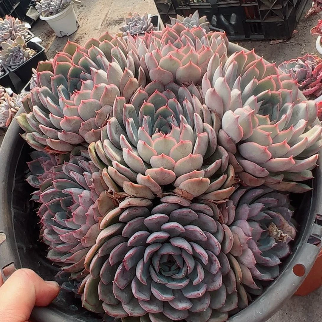 猎户座手捧大盆多头群生