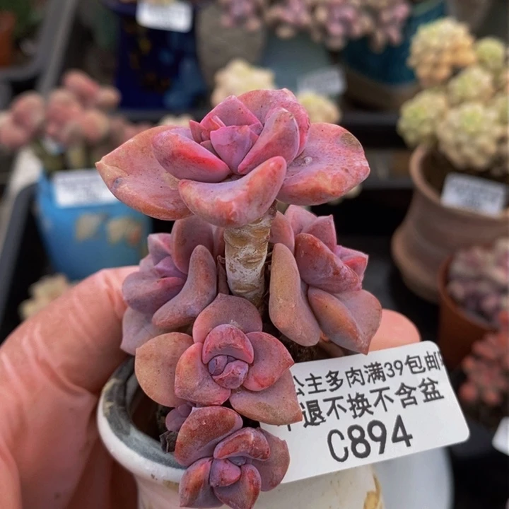 彩虹糖5cm894多肉植物