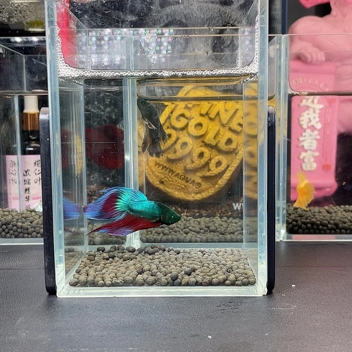 斗鱼32号924早马尾绿魔