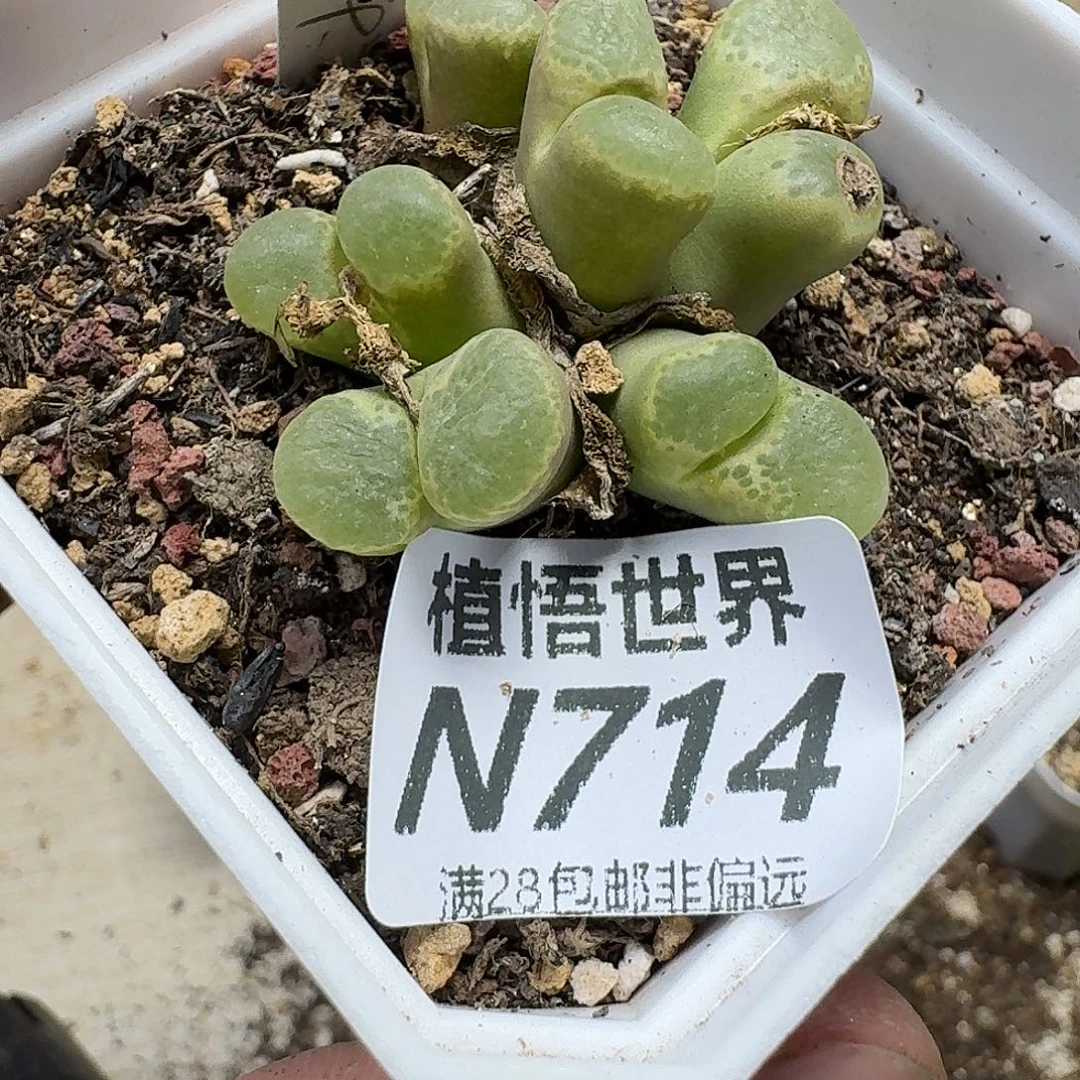 多肉植物的润泽fghj