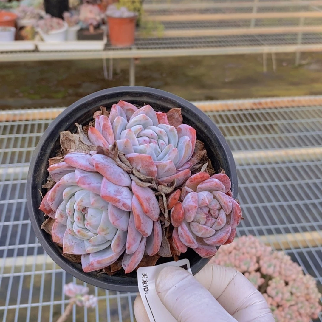 581橙梦露一物一拍