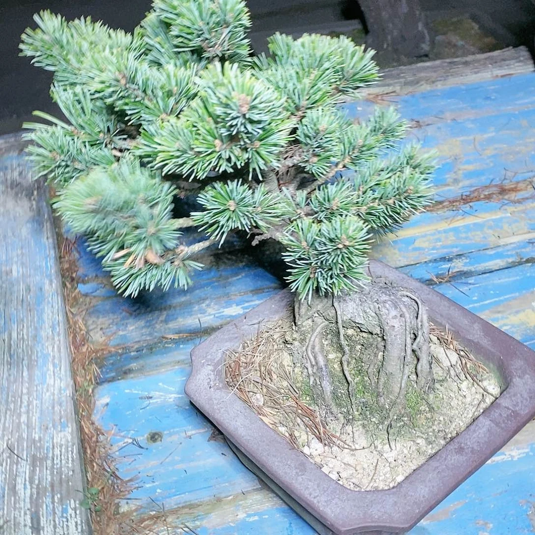 【闪购商品】无花朵