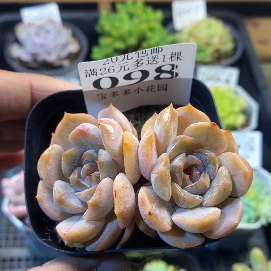 双头夜莺一物一拍满20包邮满26多送一颗多肉