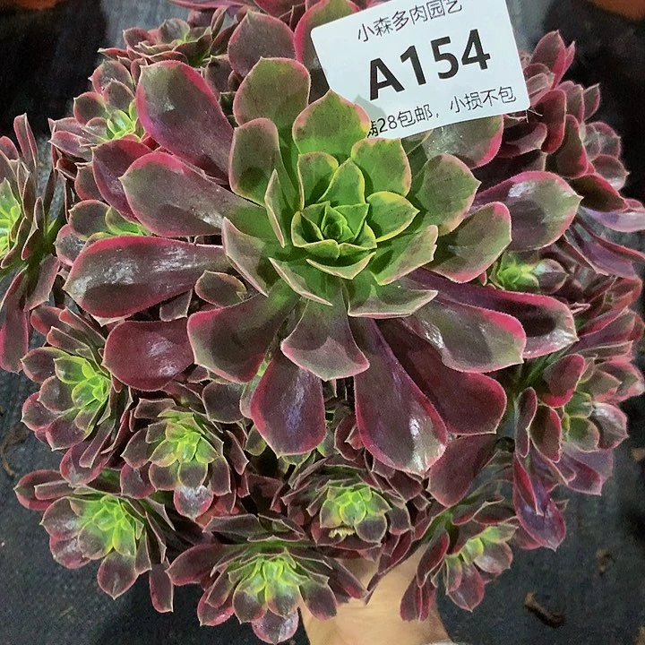 .**.154金丝玫瑰不包生死