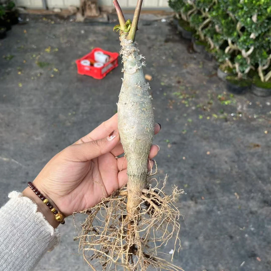 海棠苗，不包售后