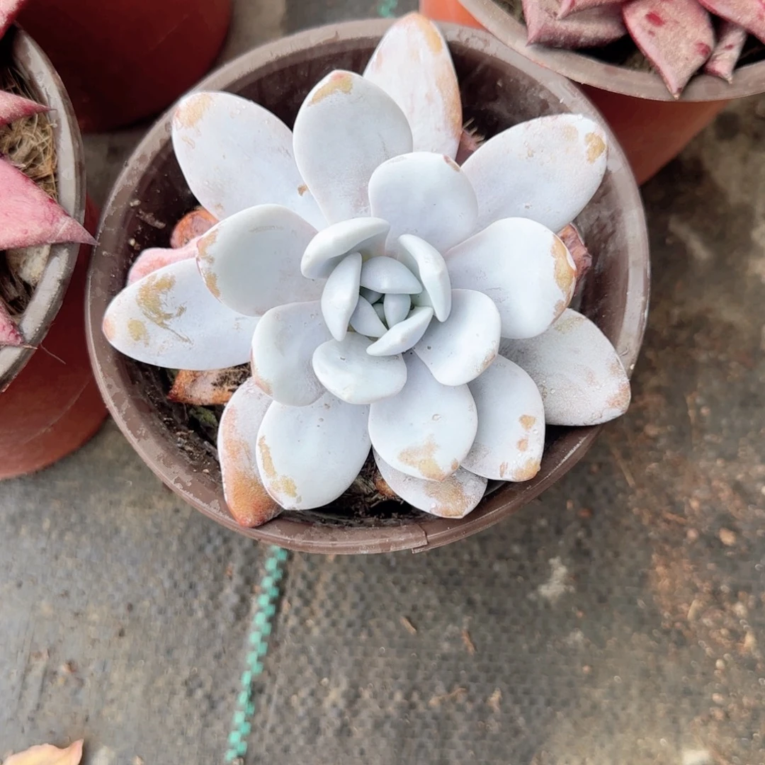无花朵120雪莲单头