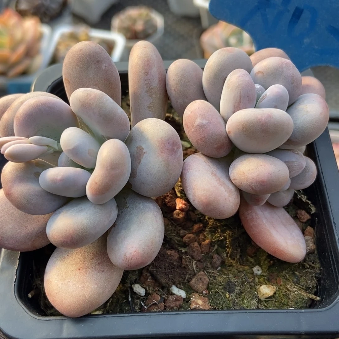 03鸡蛋奶多肉植物保护
