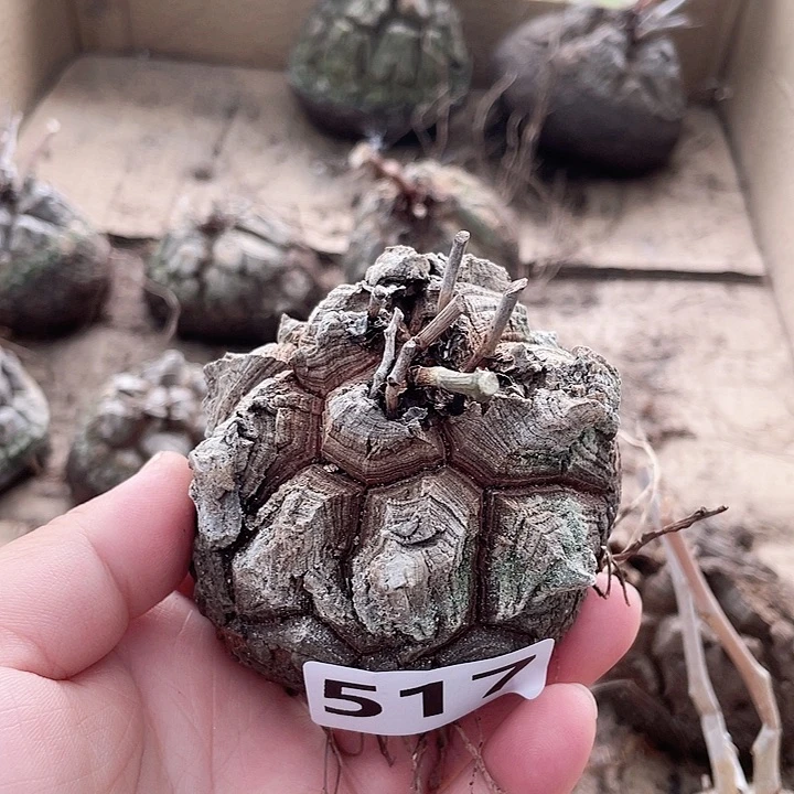 阿*517南非龟甲龙块根