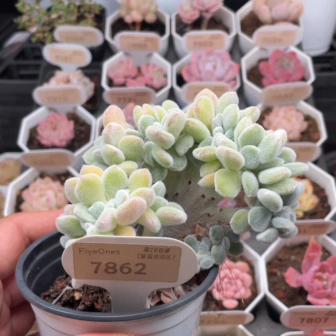 雪晃星7862-10.5厘米