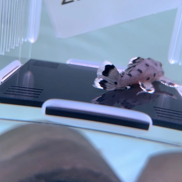 清道夫鱼22-033精品老鼠斑一条尺寸6