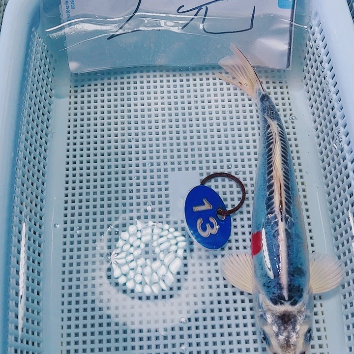 海水鱼锦鲤观赏鱼13