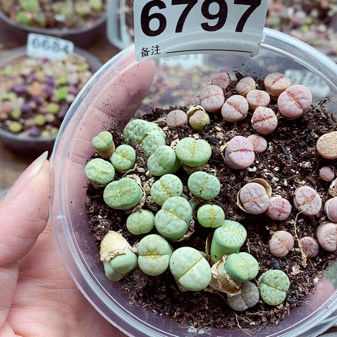 6797热唇蜜在脸的时候