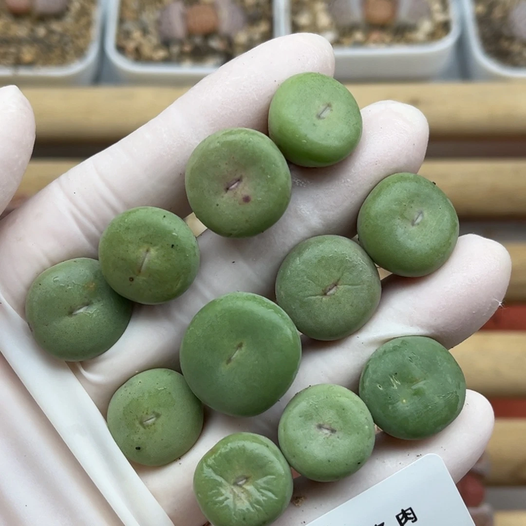 2179号一首大型红嘴