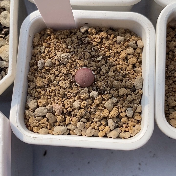 AP种源101P嘴杂毛