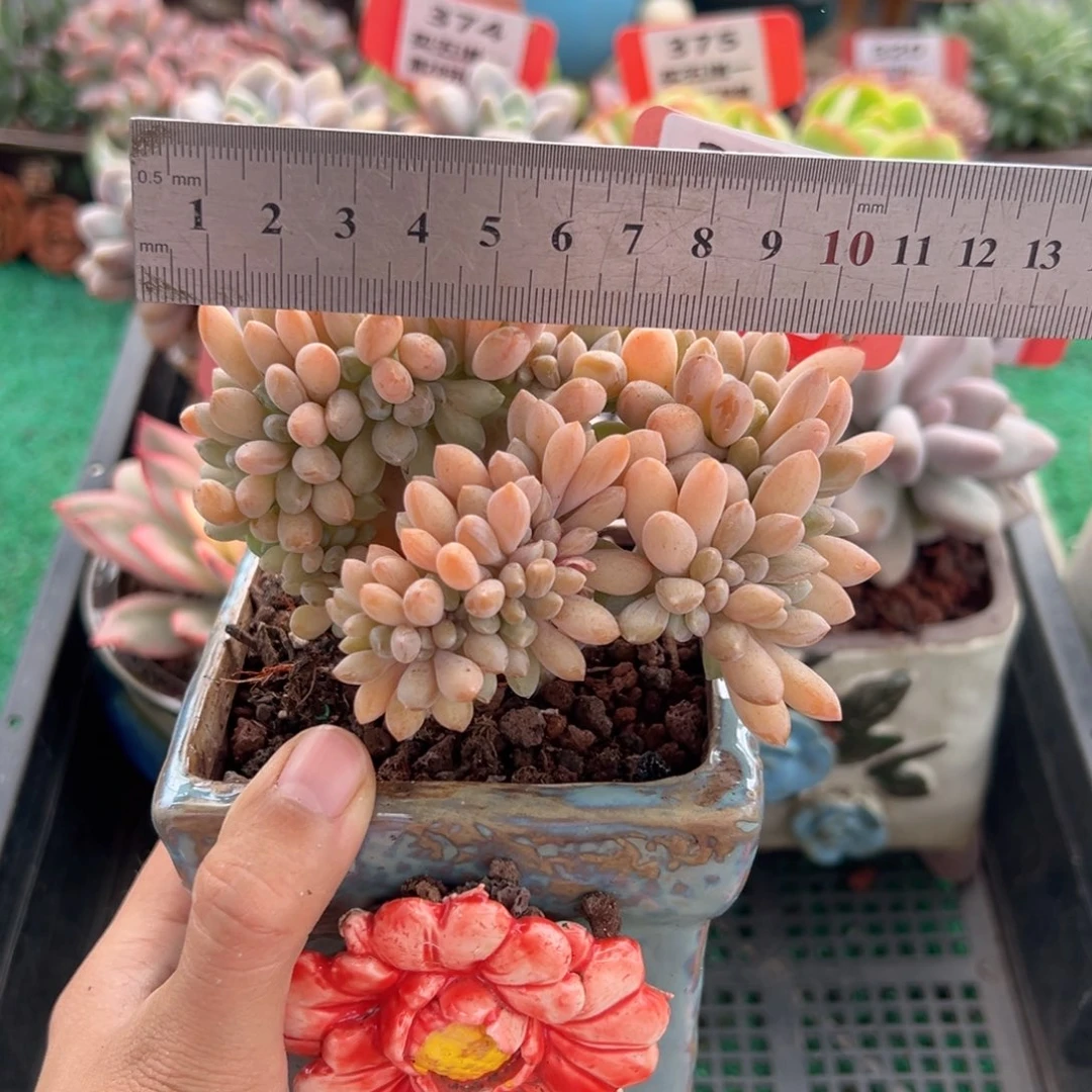 表妹精品多肉植物377.