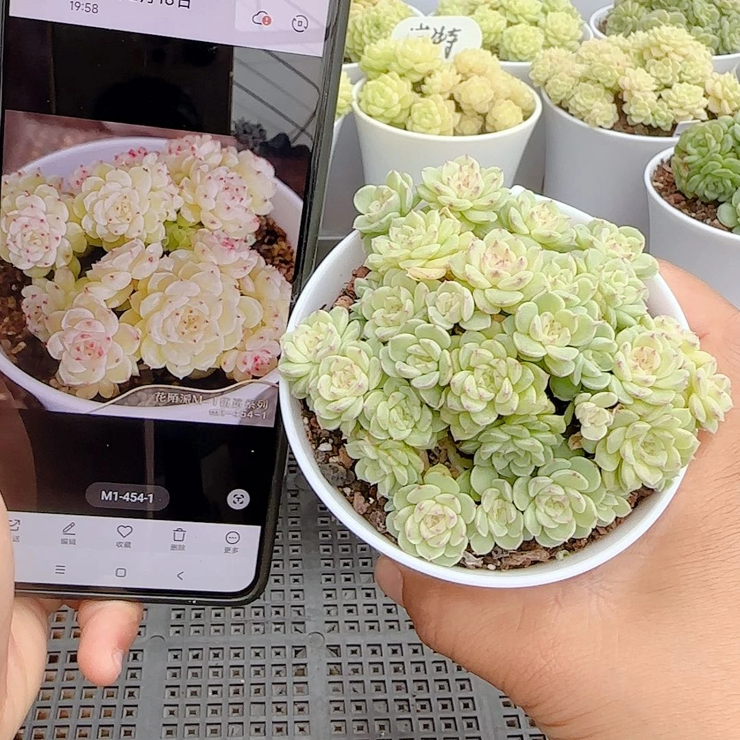 【闪购商品】1025-10（m1-454-1）