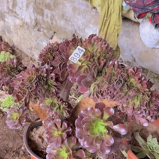 水***咚多肉植物一个欧子追