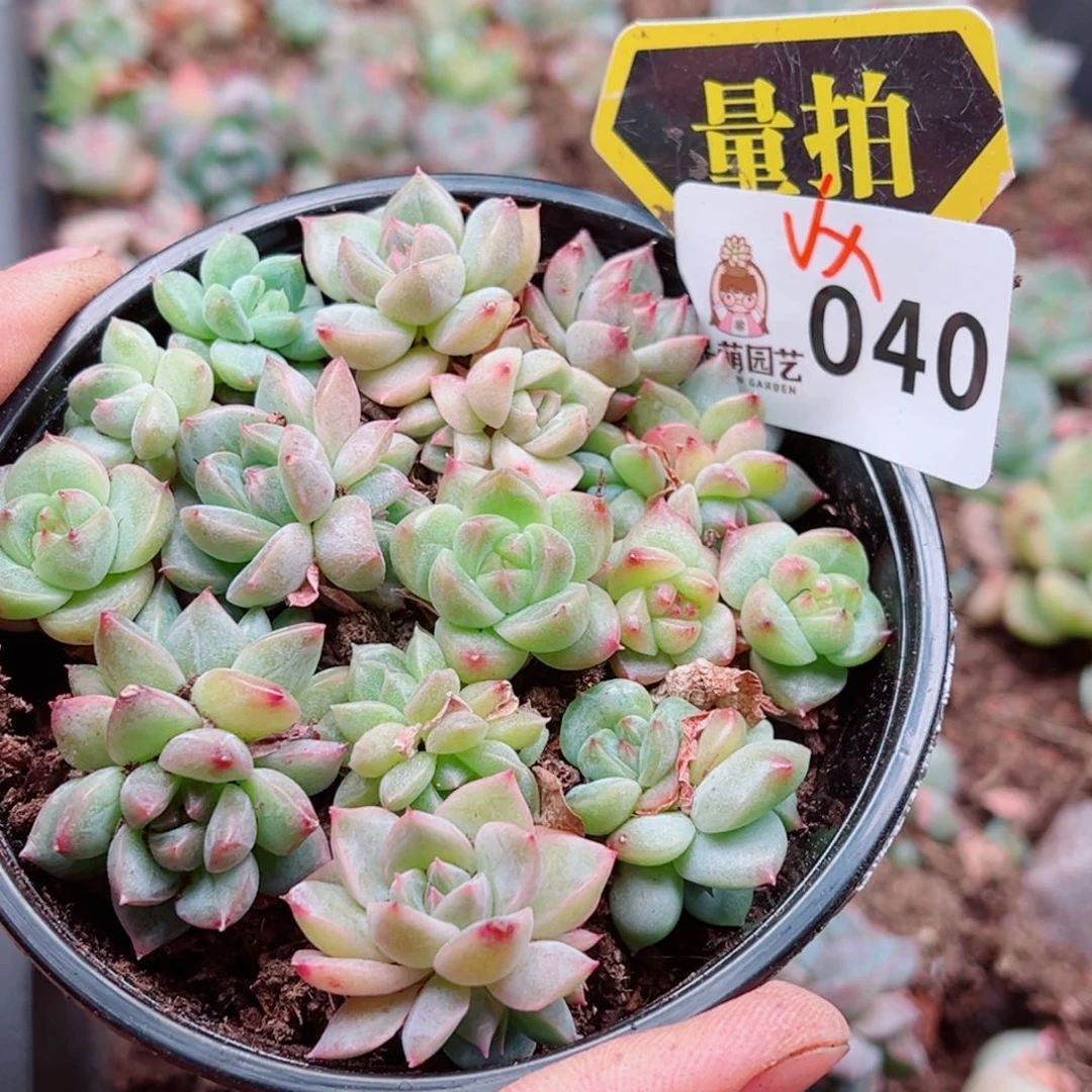 多肉植物多肉植物