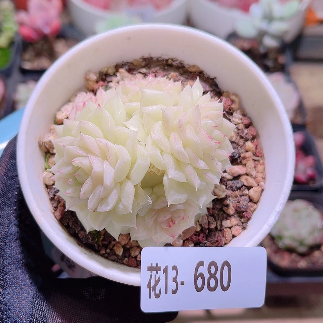 花利美13-680白天鹅