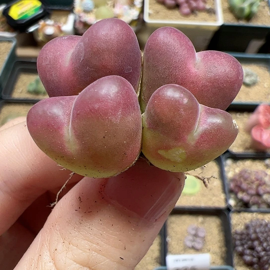 【闪购商品】379 秒