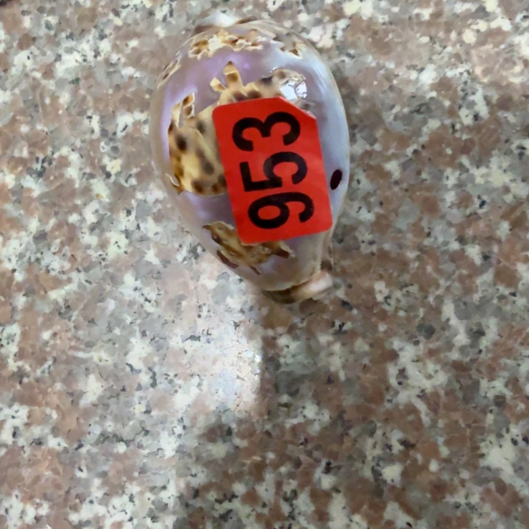 空***树杂色豆（科檀/科特迪瓦檀木）