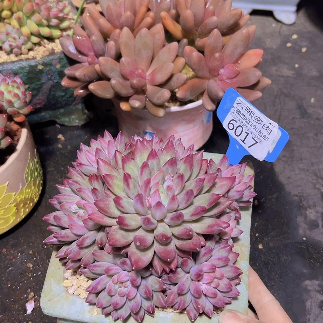 6017车厘子多肉植物