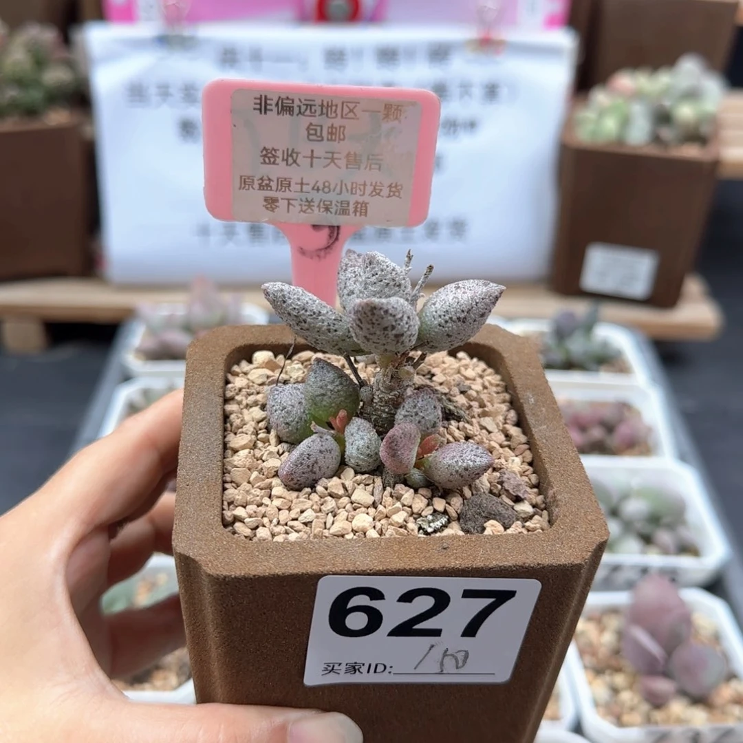 ?****果627冰晶蛇皮多肉植物