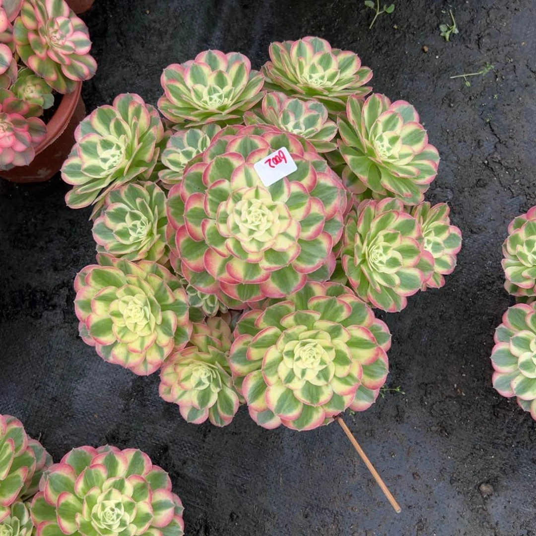 清**?6002玉姿多肉多肉多肉多肉