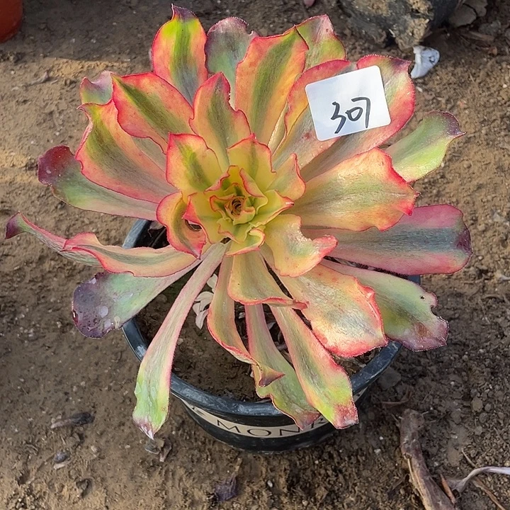 法师植物魅影法师307