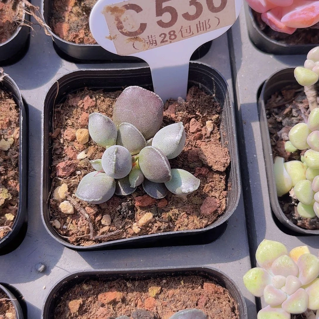 C530艺技海豹一物一拍