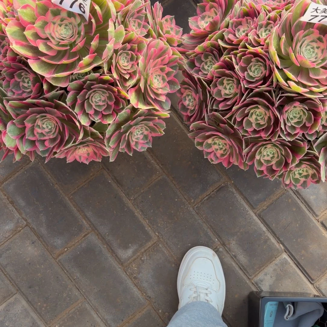 凤***飞粉女郎776+777两个老桩肉肉