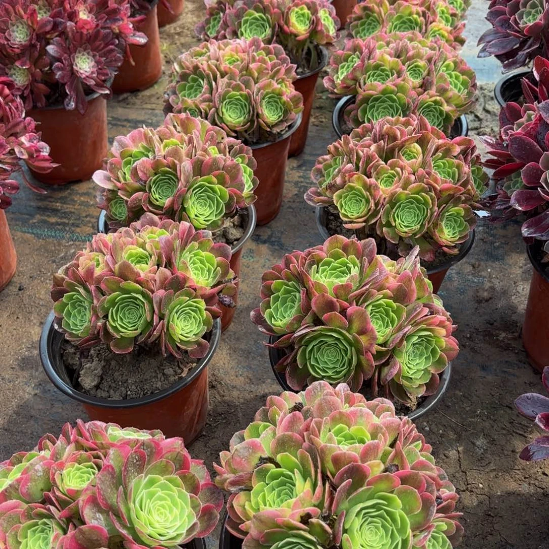 万奶白9.9绣球法师多肉嫩