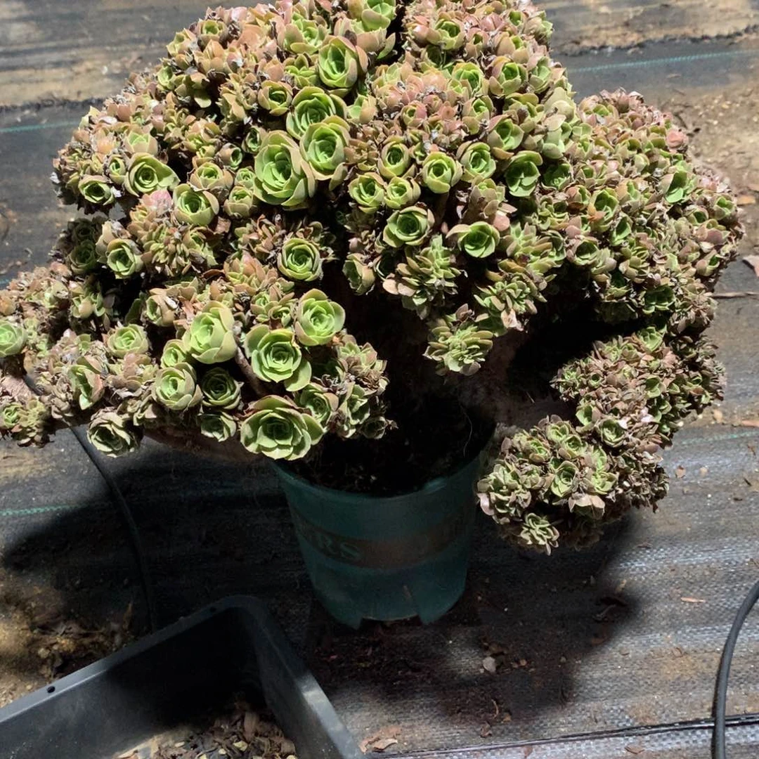 红玫瑰红玫瑰红玫瑰