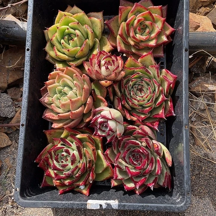 若如东云组拍A560