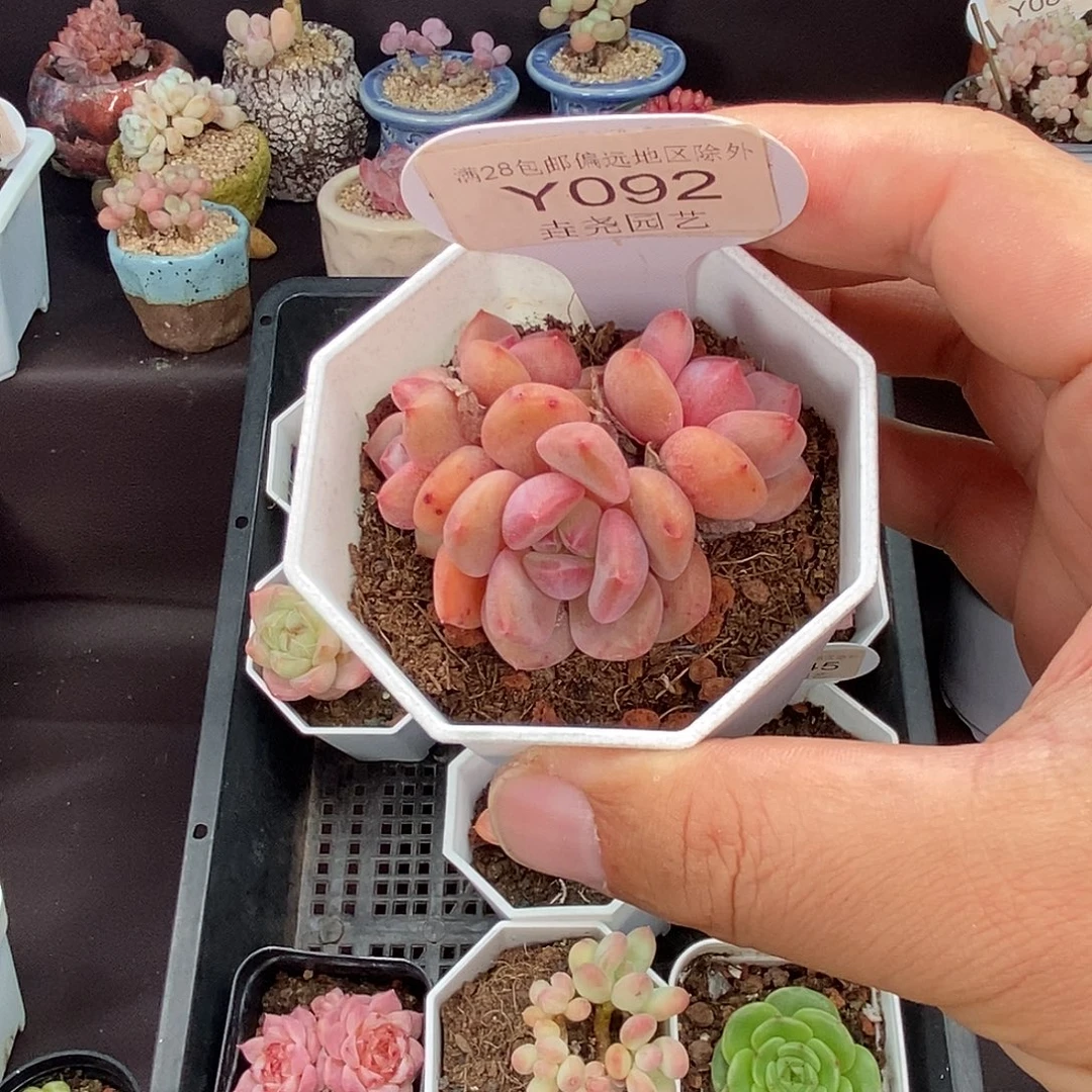 0092 林依晨 5.5cm。