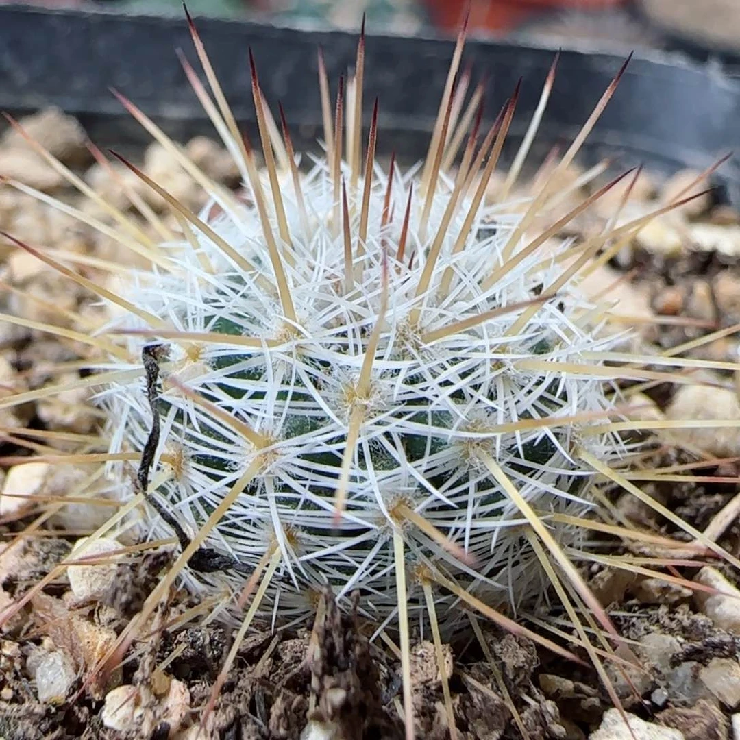 398实生长金刺乳突多肉