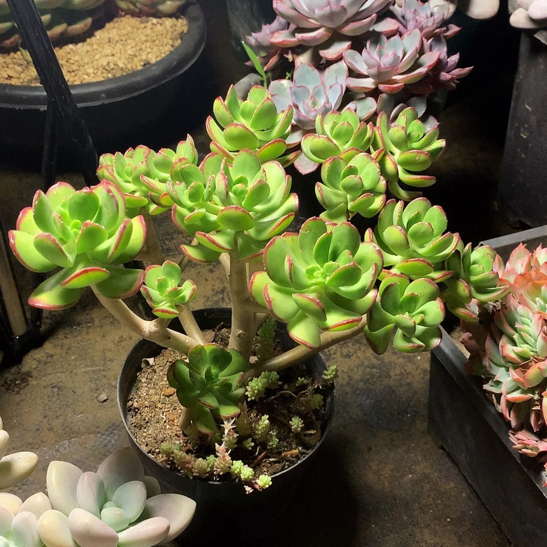 达摩保住一物一拍25.189