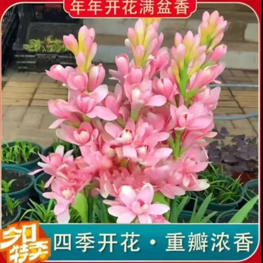 【拍一发三】重瓣晚香玉种球四季开花多年生盆栽花卉阳台种植