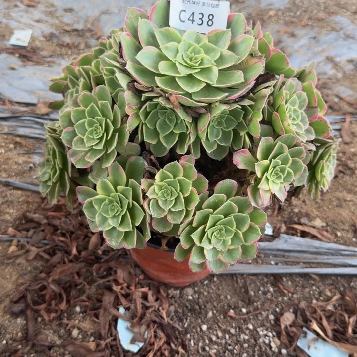 438新品种 多肉植物